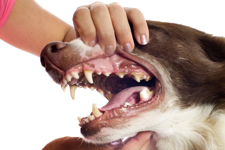 Cuidado dental para perros