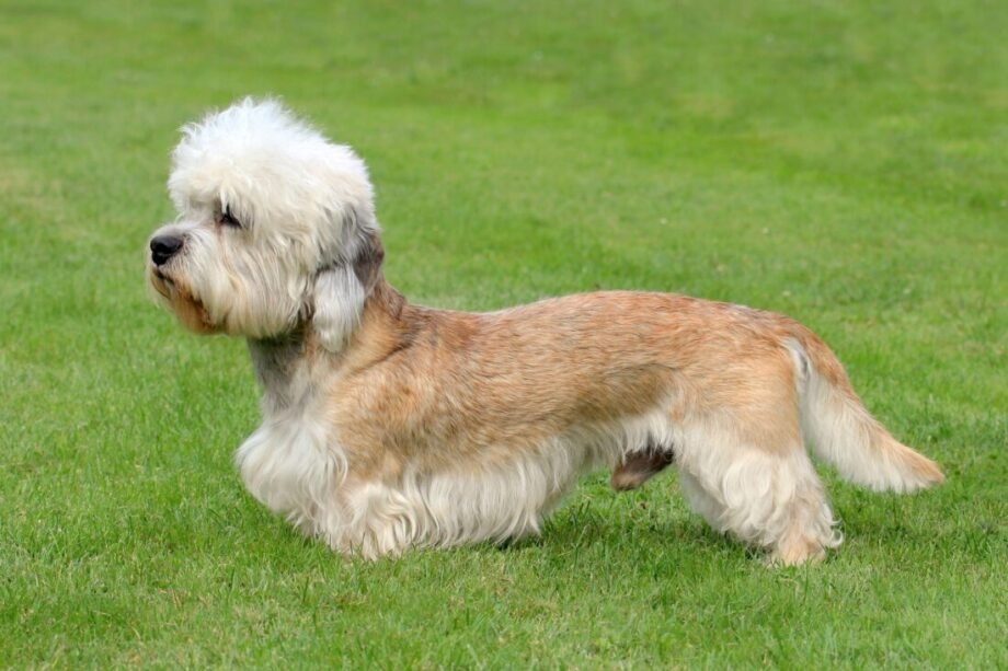 Dandie dinmont terrier