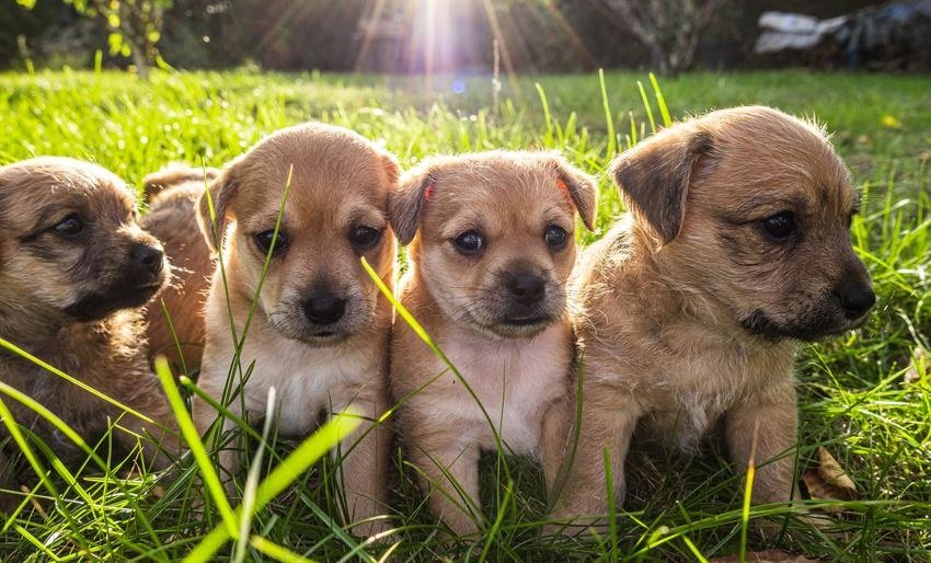 Perritos desarrollando etapas en la vida.