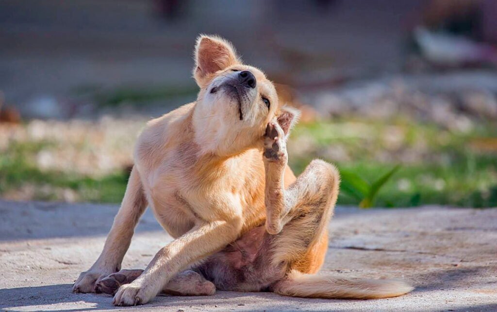 Encontrar el mejor tratamiento para su mascota  