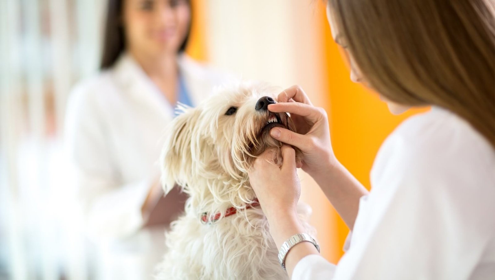 Exámenes dentales para perros