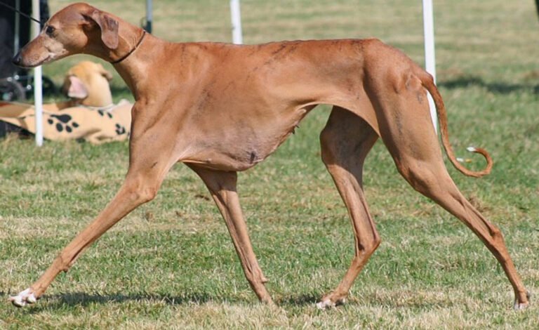 Galgo africano