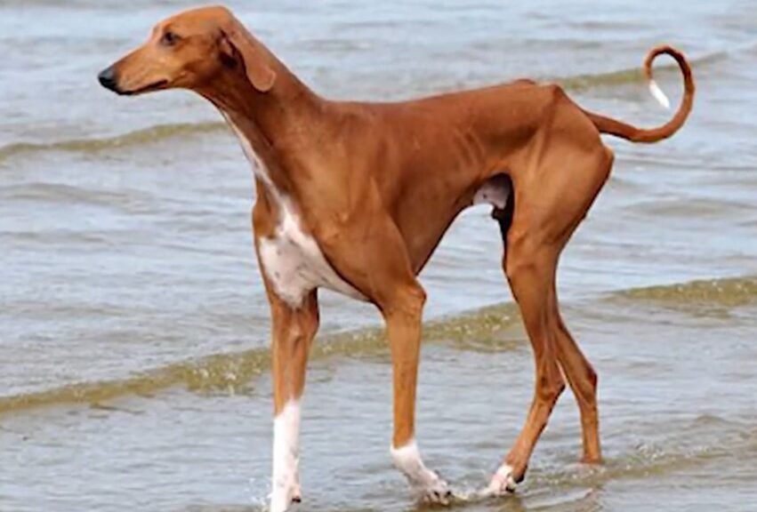 Galgo africano - Azawakh