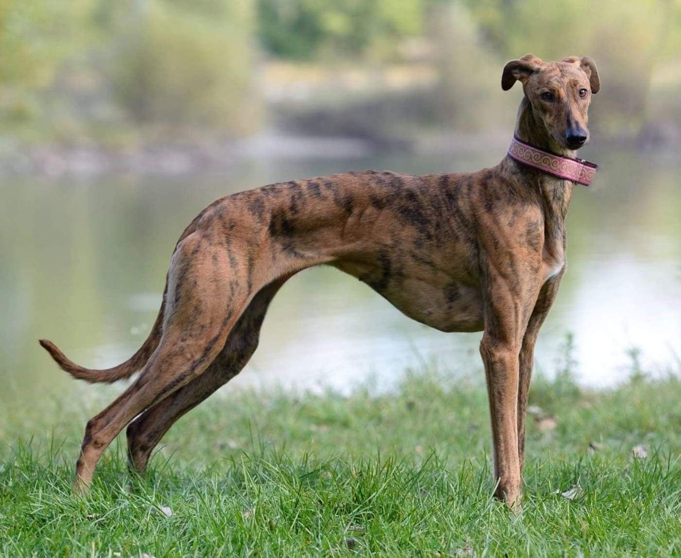 Galgo húngaro