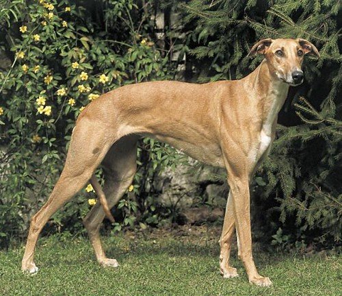 Galgo húngaro