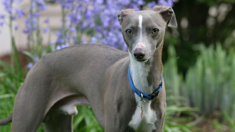 Galgo italiano