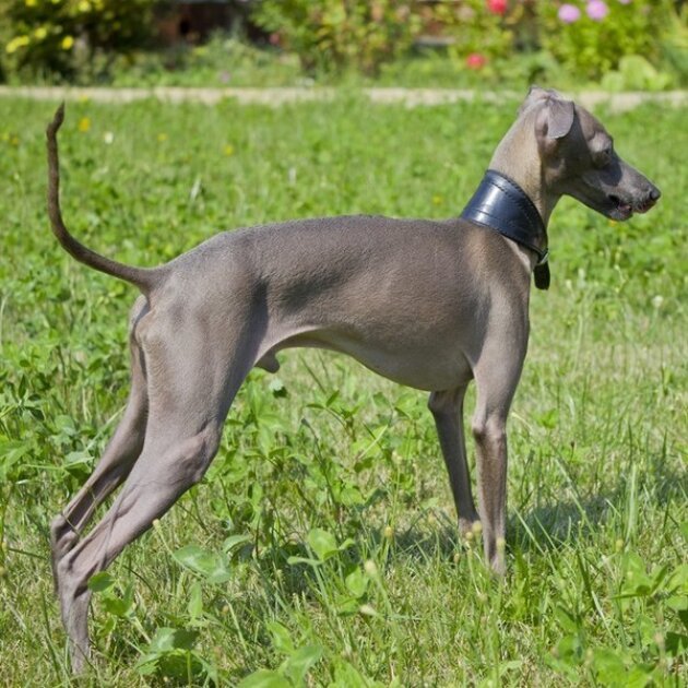 Galgo italiano