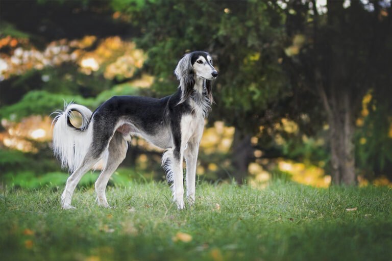 Galgo persa