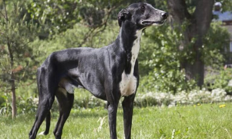 Galgo polaco