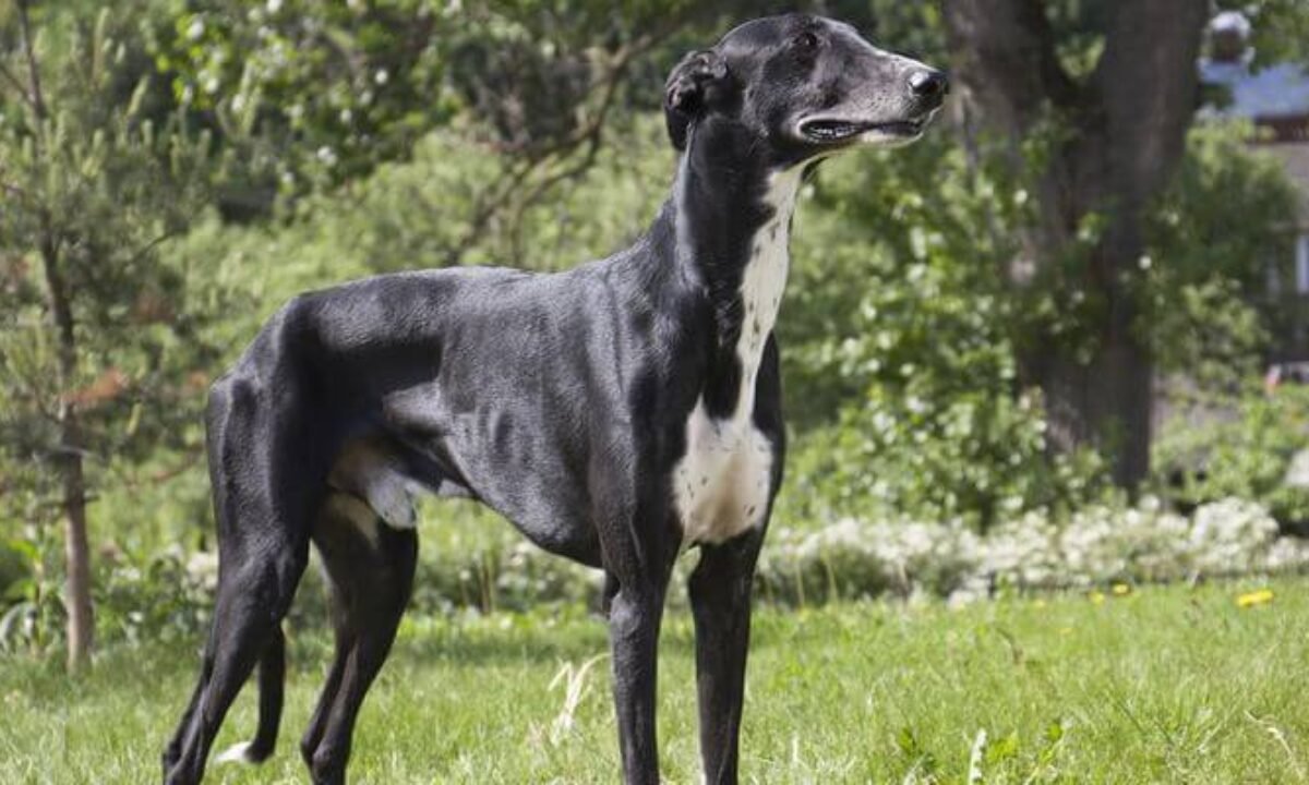 Galgo polaco