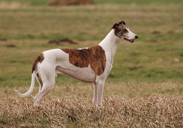 Galgo inglés