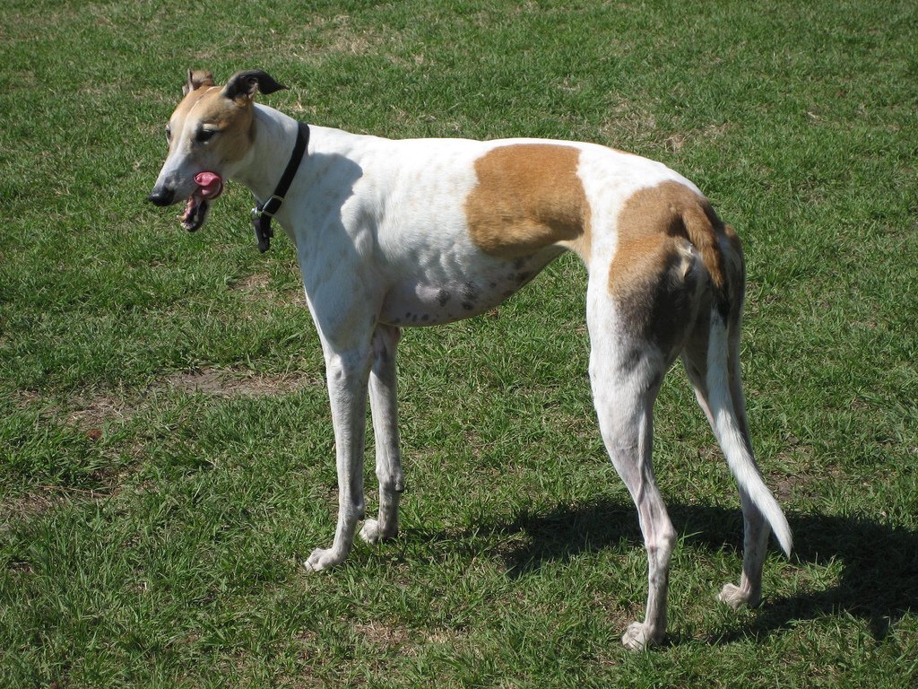 Galgo inglés-Grey Hound