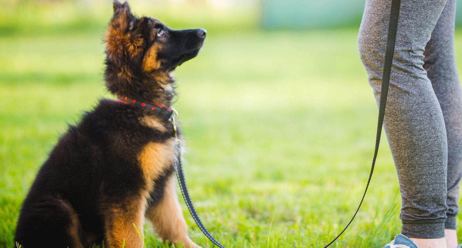 Como enseñar la obediencia a un perro