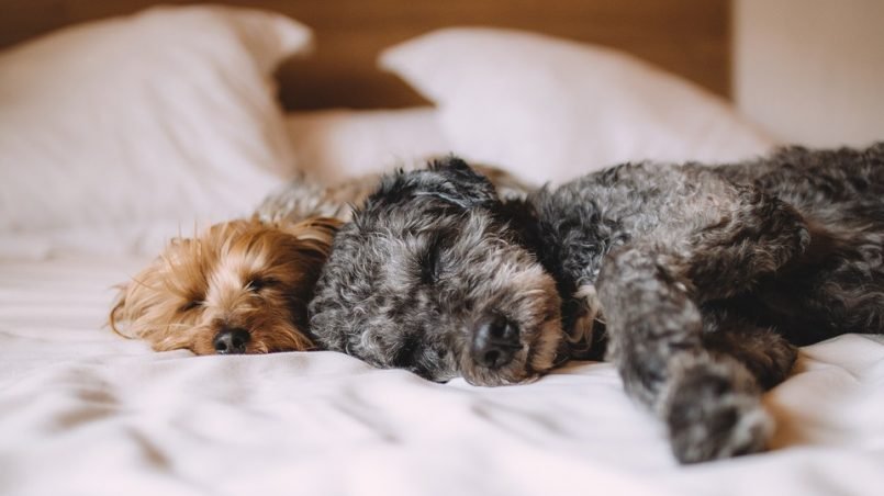 Las primeras noches de un cachorro nuevo