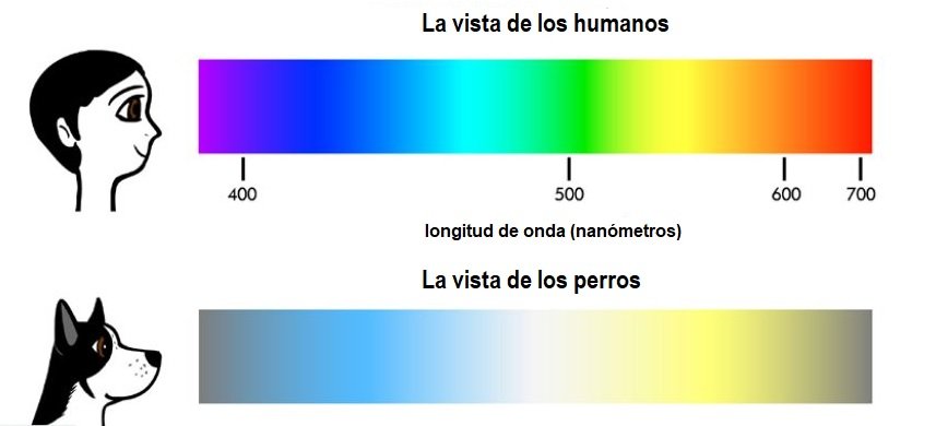 Percepción del color en humanos y perros. Gráfico: