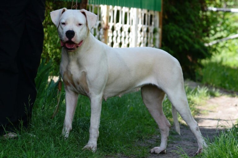 Perro argentino