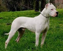 Perro argentino