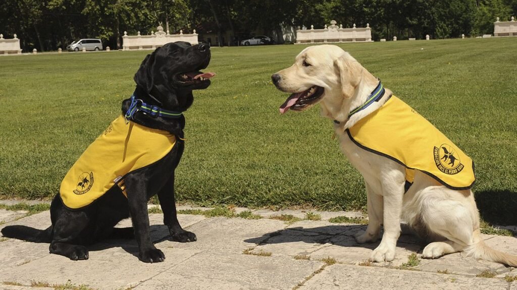 Perro guía ¿cómo es el adiestramiento?