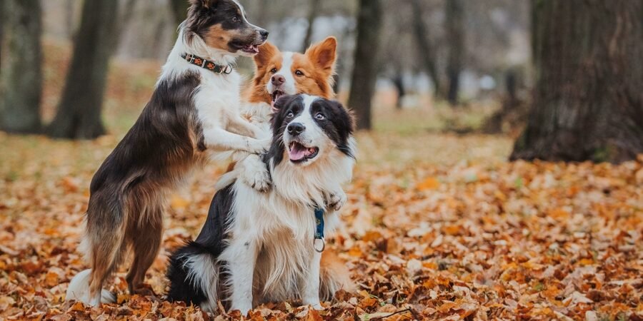 Raza de perros medianos