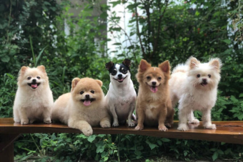 Raza perros pequeños tranquilos y cariñosos