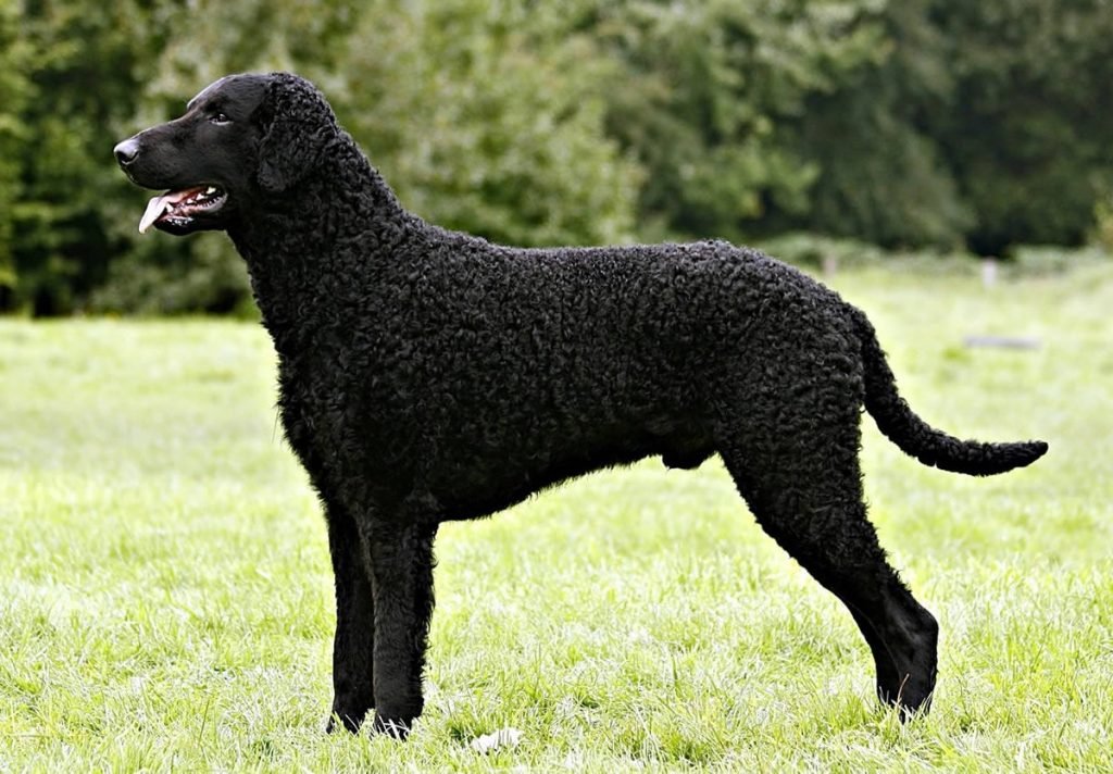 Curly Coated Retriever