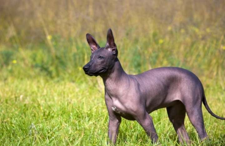 Xoloitzcuintle