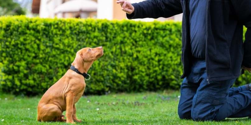 Adiestramiento a su perro de la manera correcta