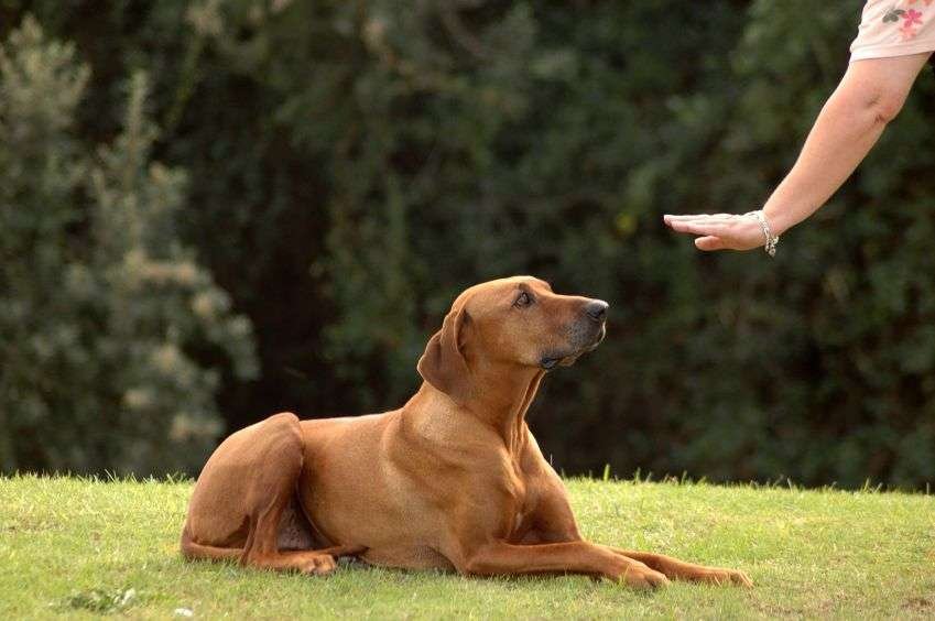 Adiestramiento a su perro de la manera correcta