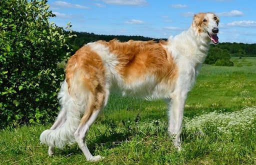 Borzoi Galgo ruso