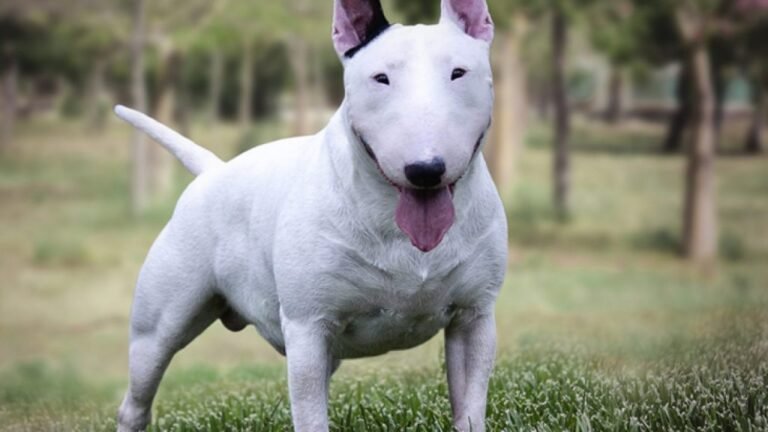 Bull terrier