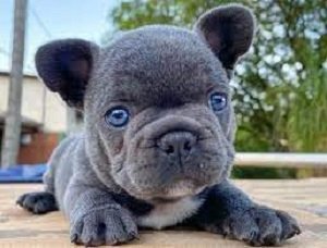 bulldog frances blue cachorro