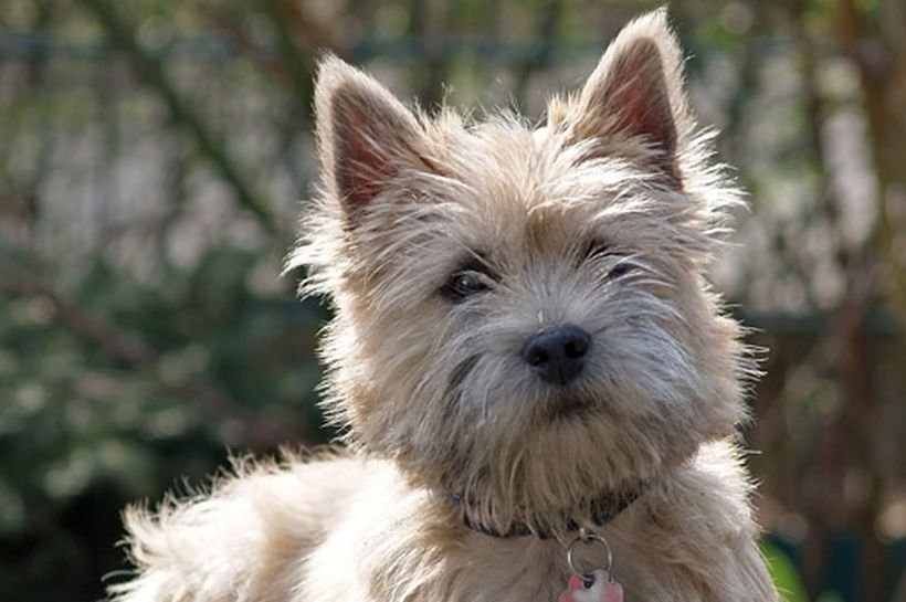 Cairn terrier