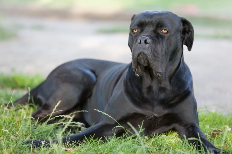 Cane Corso