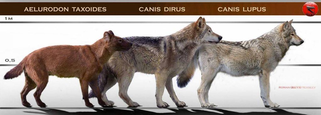 canis familiaris el lobo terrible