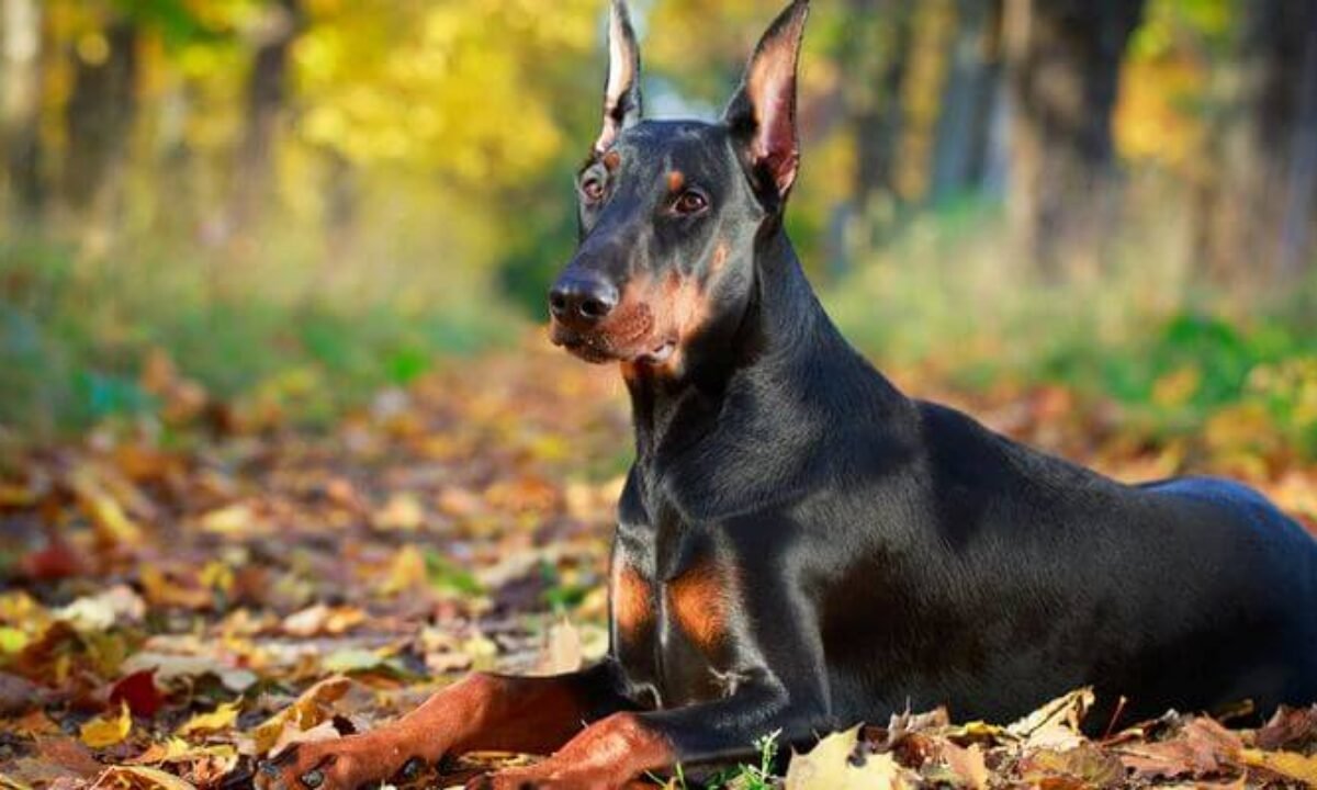 Doberman