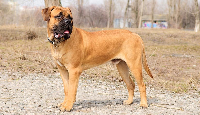 Bullmastiff