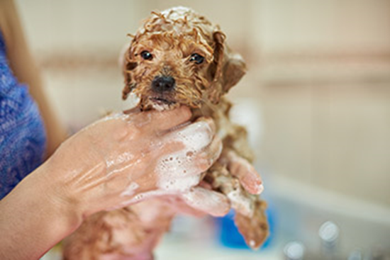 Consejos para bañar a su perro