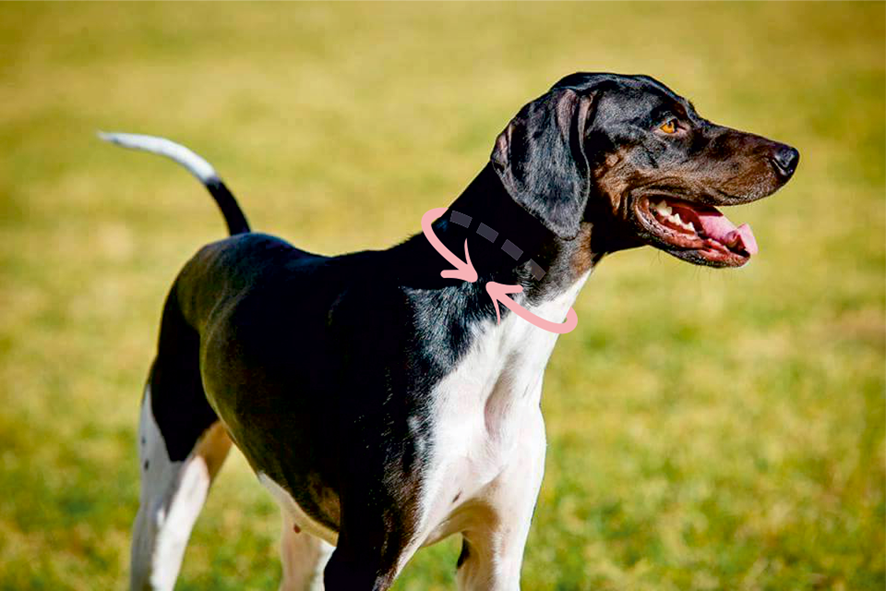 medir collar con hebilla