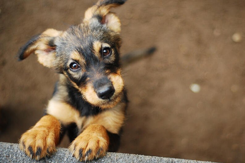 Cómo los perros nos hacen más felices