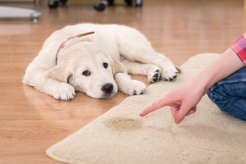 Cómo enseñar a un perro a subirse a la colchoneta?