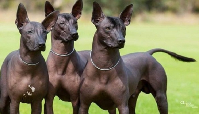 Xoloitzcuintle perro sin pelo