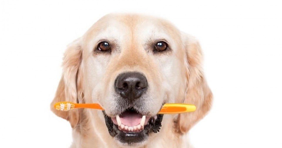 Cuidado dental para perros