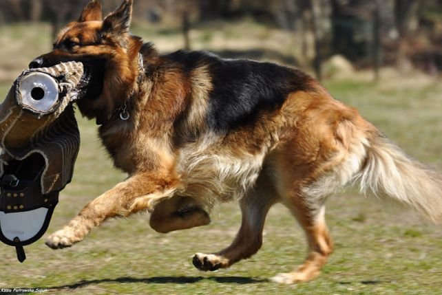 ¿Funcionan los cursos de adiestramiento de perros en onlíne?