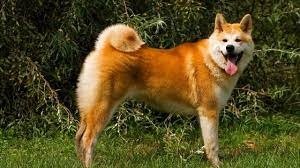 Akita Inu