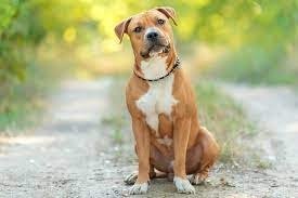 American Staffodshire Terrier