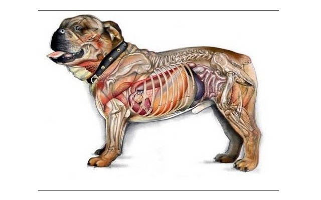 Anatomía del perro