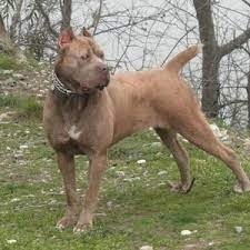 Bandog americano