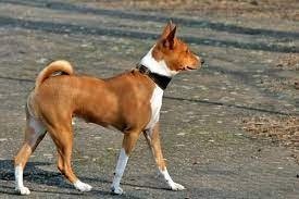 Basenji