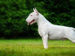 Bull Terrier