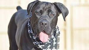 Cane Corso